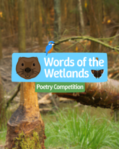 Words of the Wetlands Poetry Competition icon, with a background of beaver felled trees.